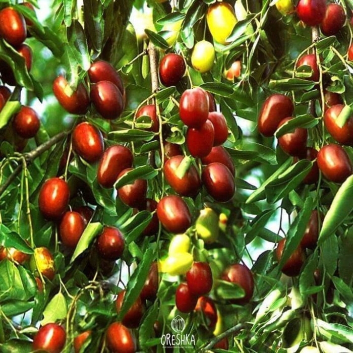 Саженцы унаби китайский финик