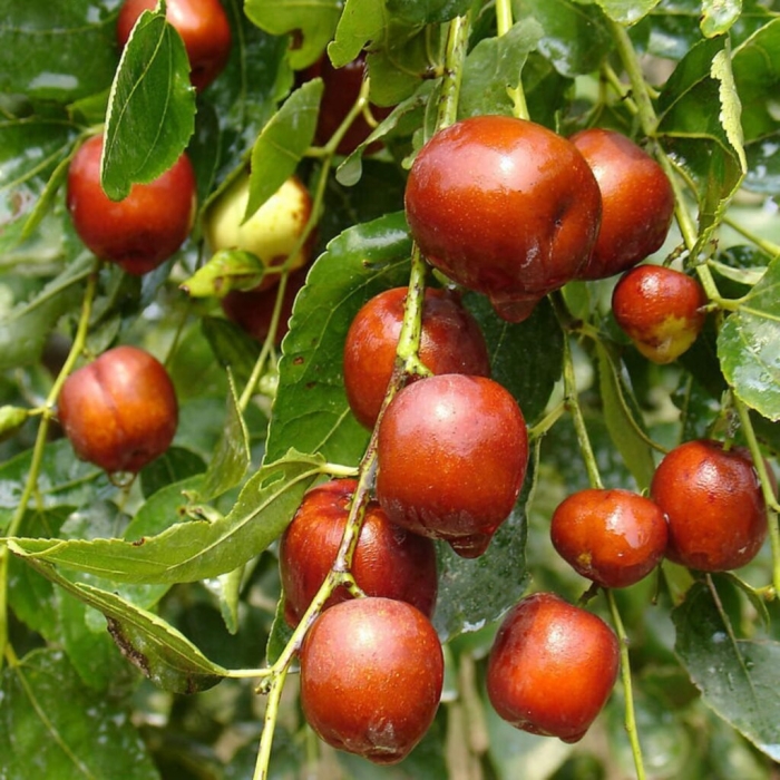 Зизифус китайский 60