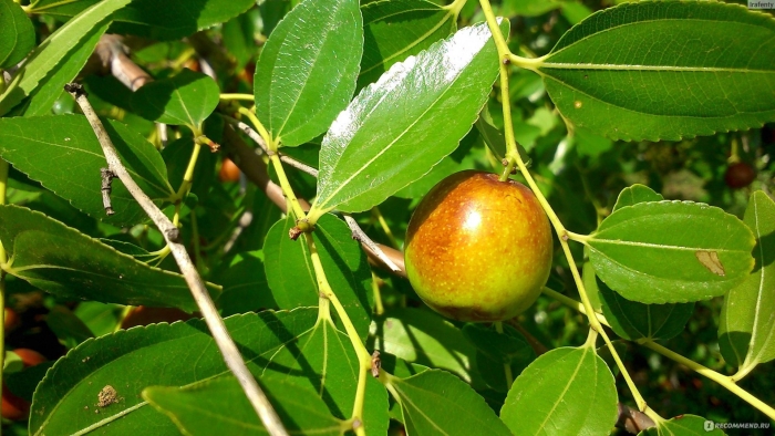 Зизифус мавританский