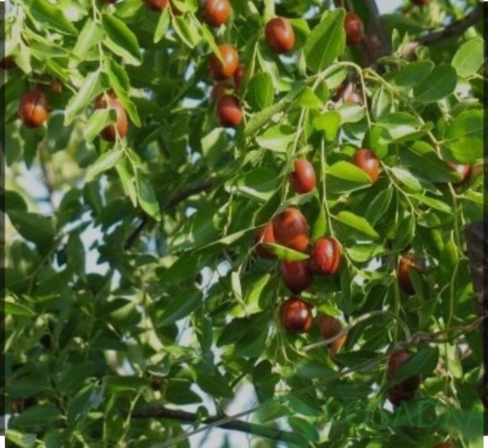 Унаби дерево