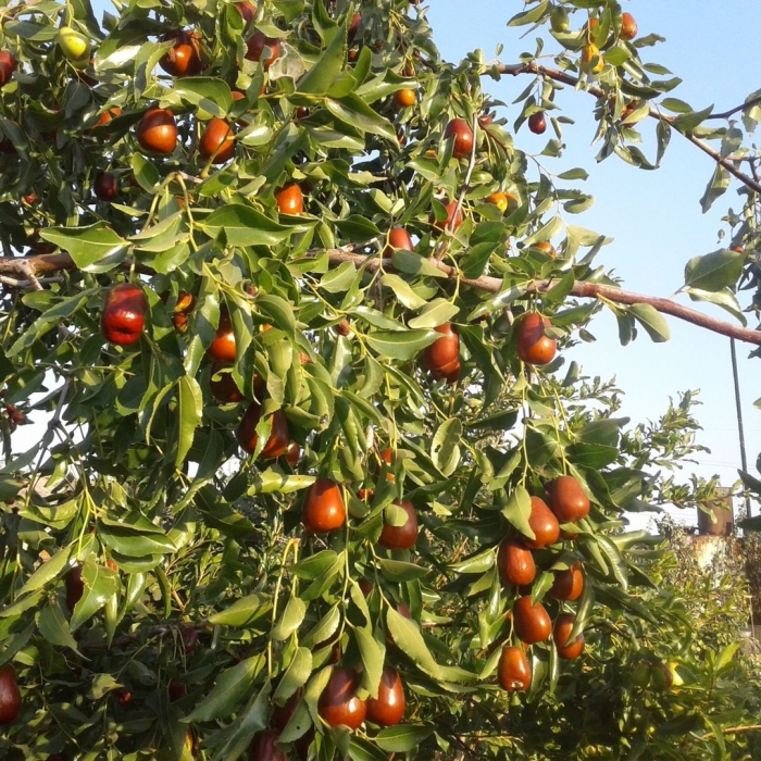Унаби китайский финик дерево