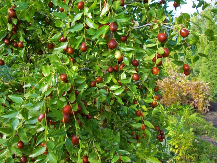 Унаби китайский финик