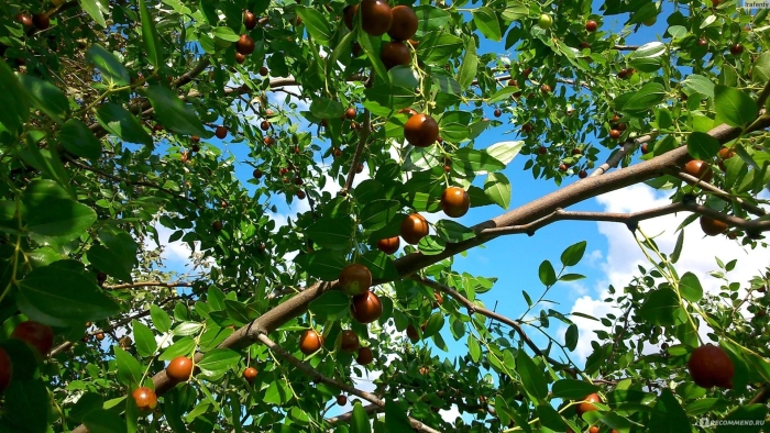 Китайский финик зизифус