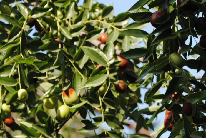 Жожоба зизифус