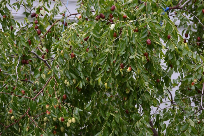 Унаби китайский финик