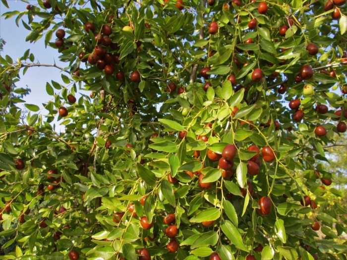 Зизифус унаби