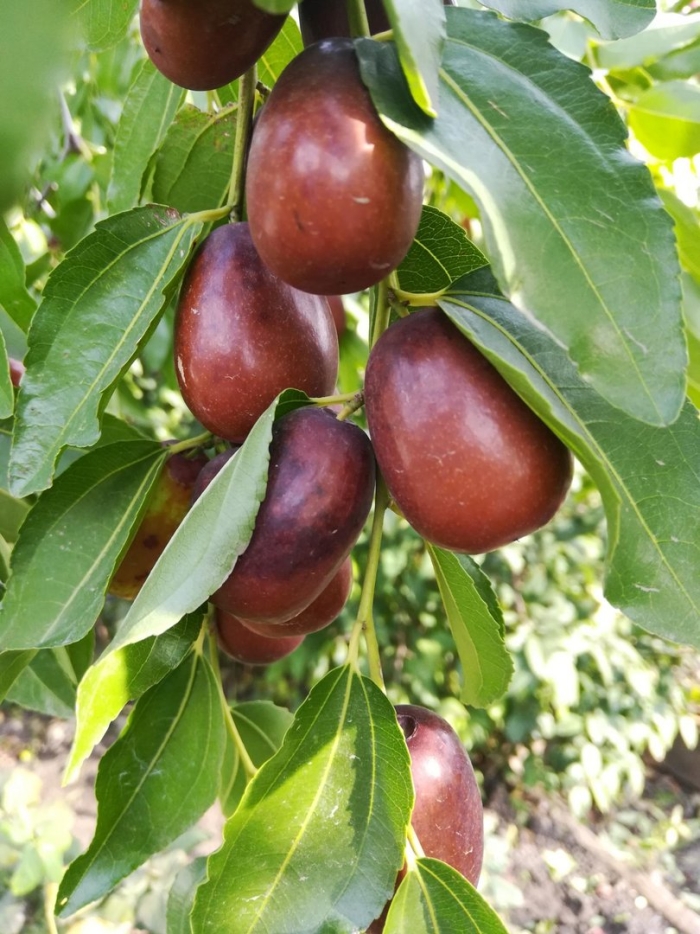 Финик унаби зизифус