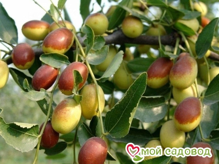 Зизифус та-ян-цзао