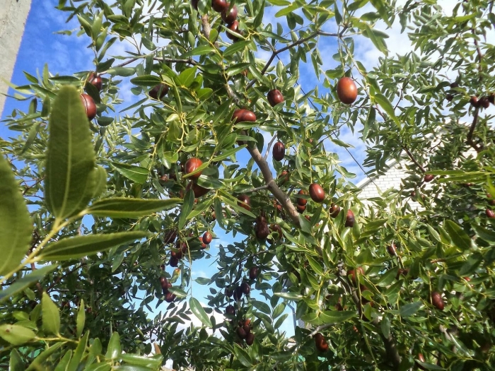 Зизифус мавританский