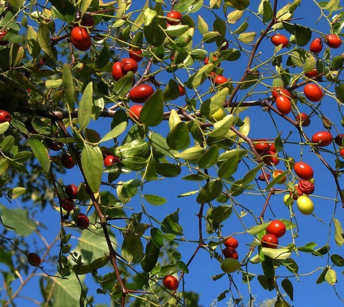 Китайский финик дерево