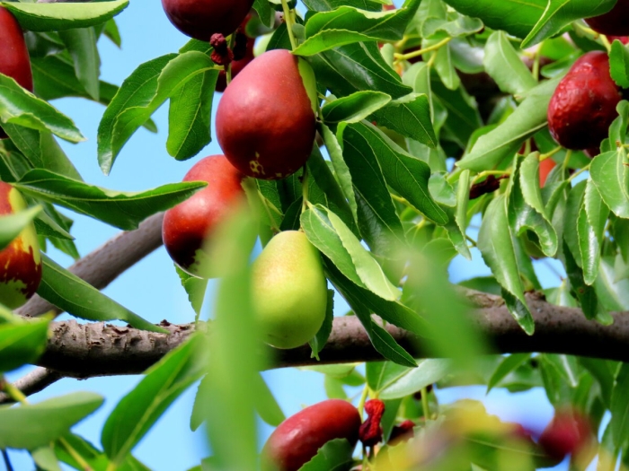 Дерево унаби зизифус