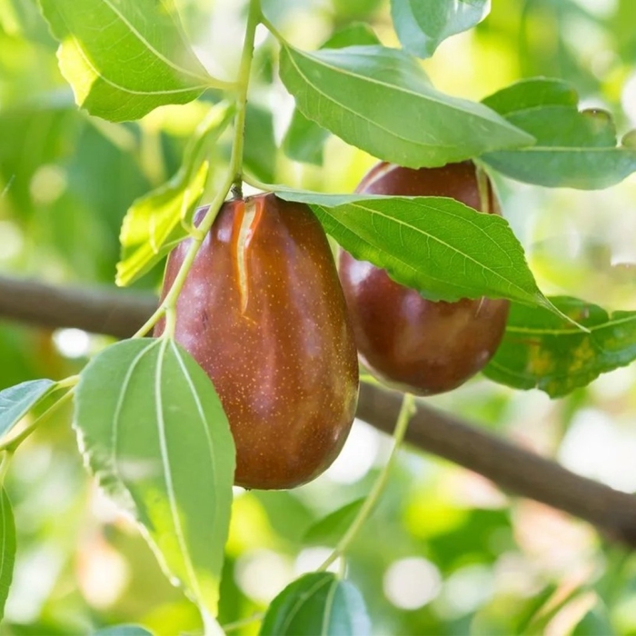 Унаби китайский финик