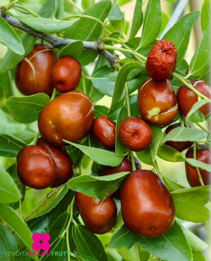 Унаби китайский финик