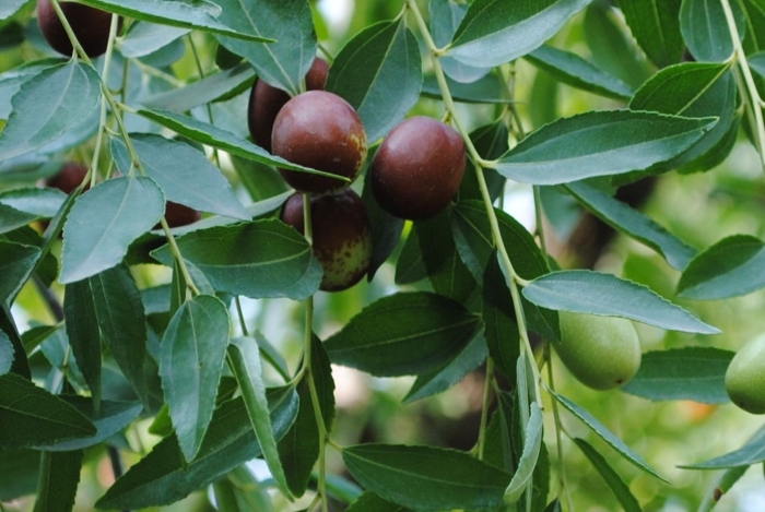 Унаби китайский финик