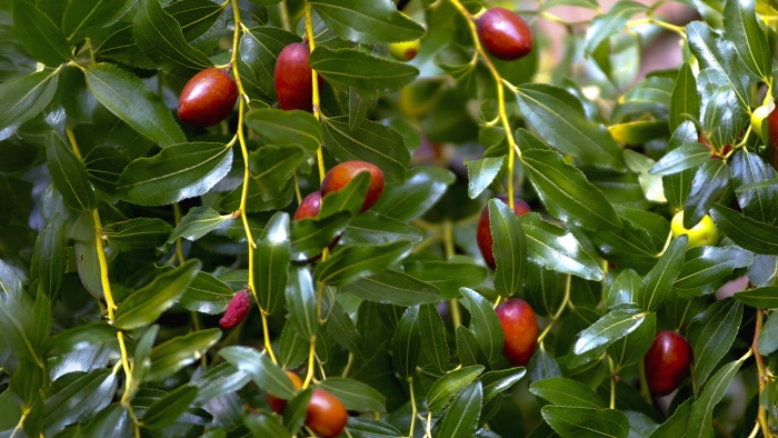 Китайский финик ююба