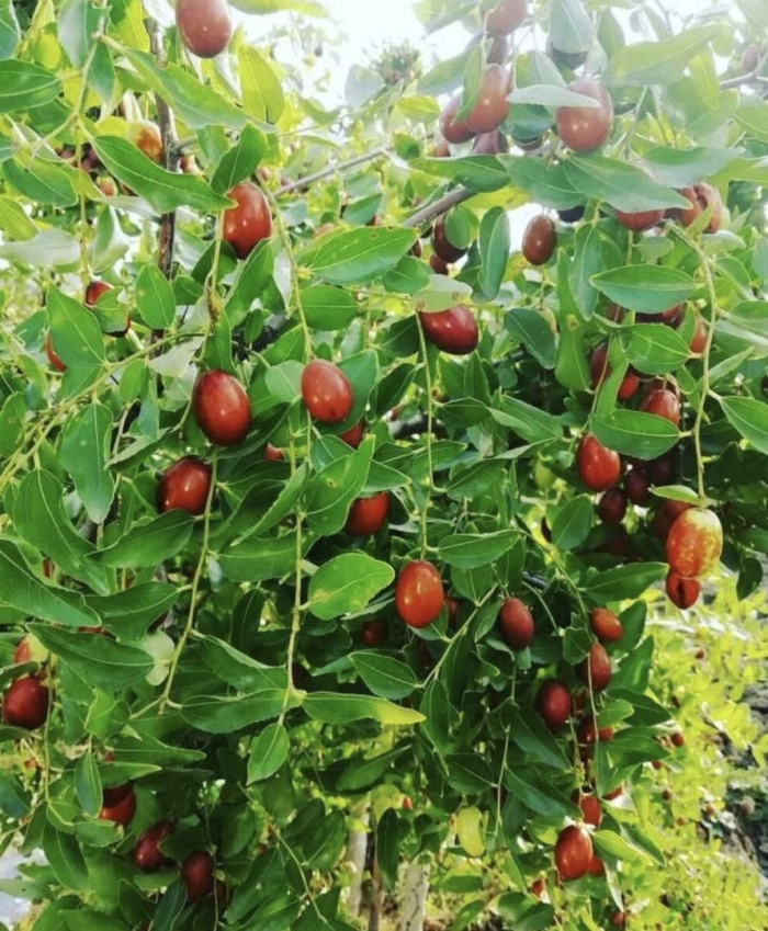 Унаби китайский финик