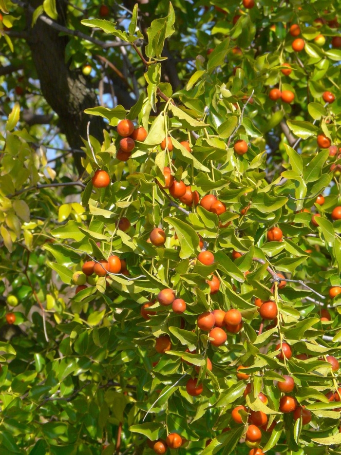 Зизифус ююба