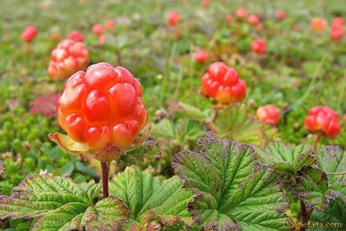 Морошка болотная