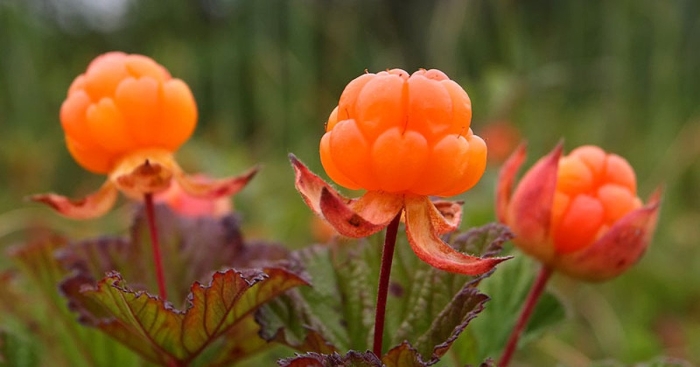 Чашелистики морошки