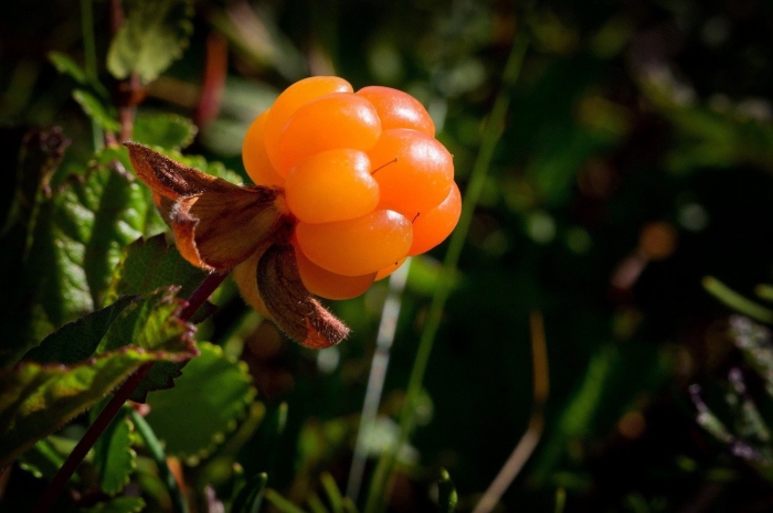 Морошка (rubus chamaemorus)