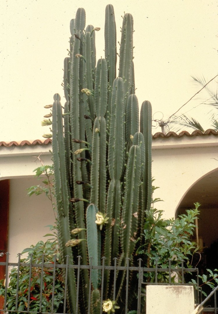 Echinopsis pachanoi