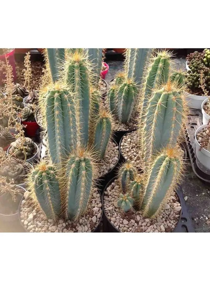 Кактус скалистый цереус