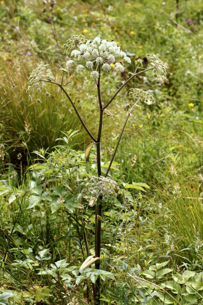 Angelica sylvestris