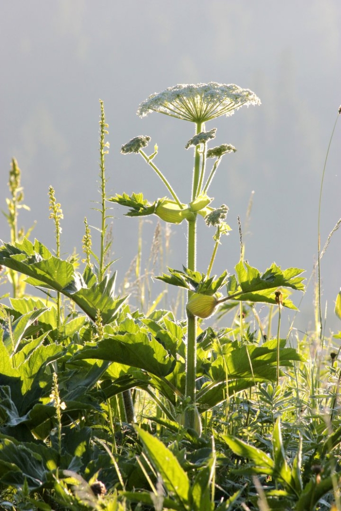 Борщевик сосновского ядовитое растение