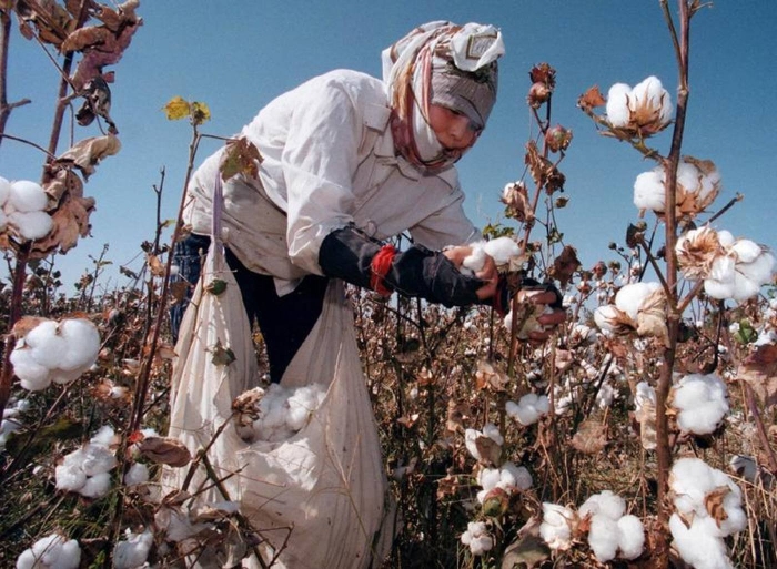 Хлопчатник узбекистан
