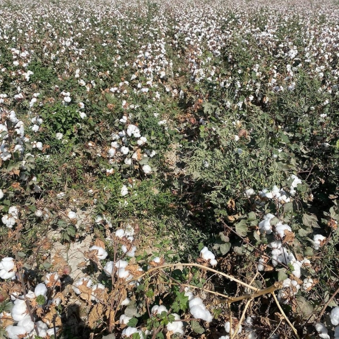Как растет хлопок