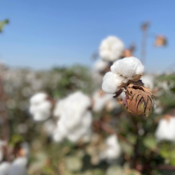 Выращивание хлопка