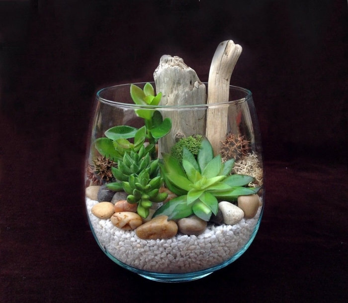 Литопсы флорариум