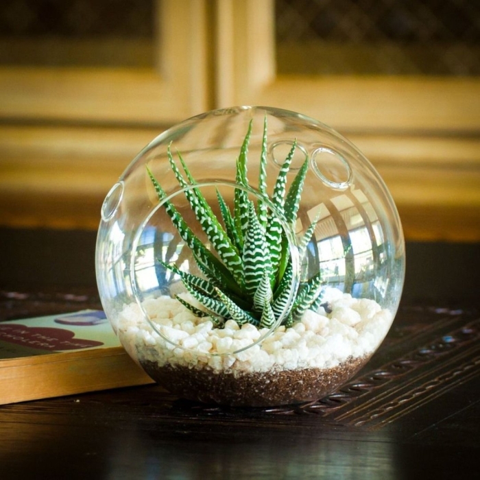 Флорариум плантс