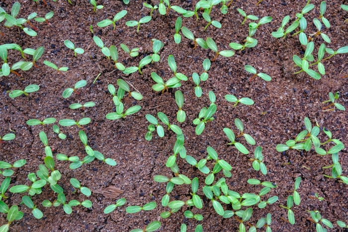 Чернушка нигелла дамасская рассада