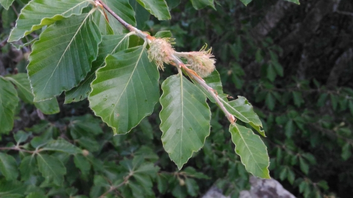 Fagus orientalis