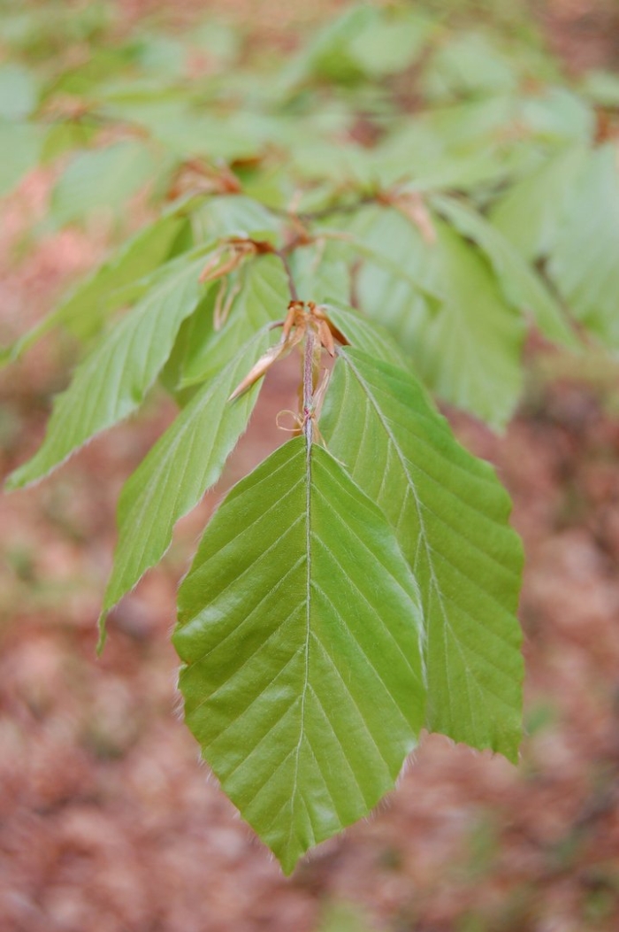 Fagus grandifolia