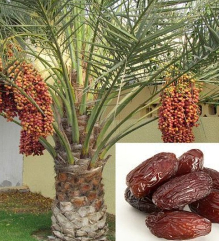 Финиковая пальма