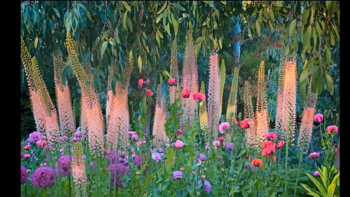 Эремурус гибридный шелфорд