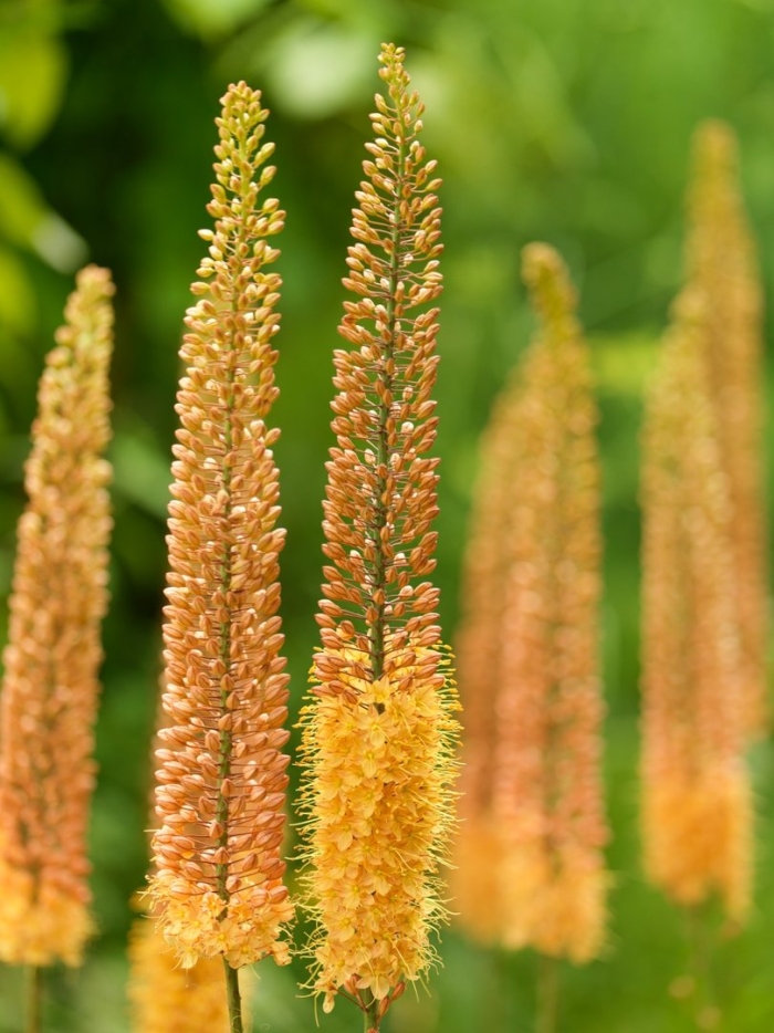 Эремурус гибридный шелфорд