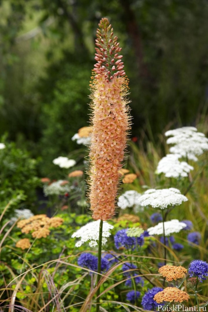 Эремурус клеопатра