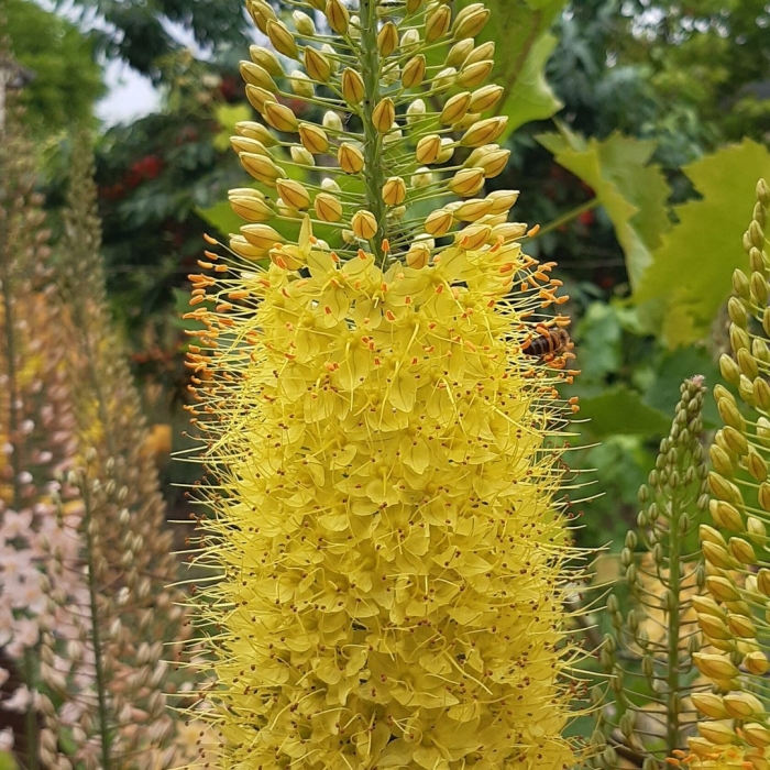 Эремурус клеопатра