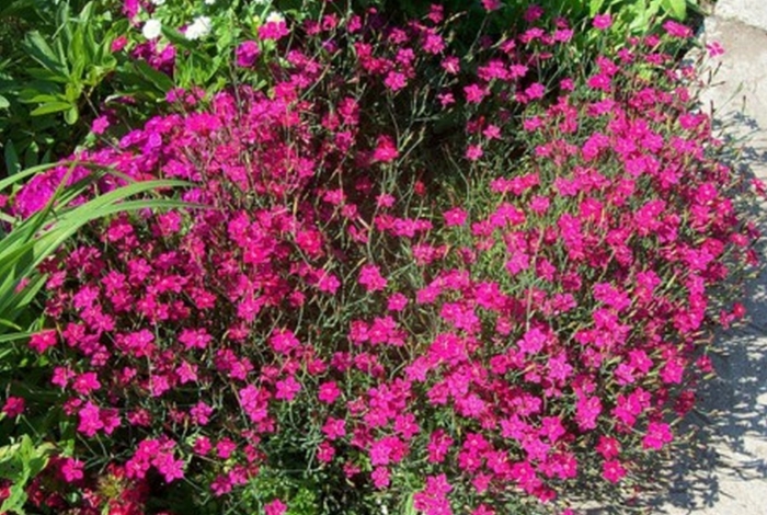 Гвоздика травянка