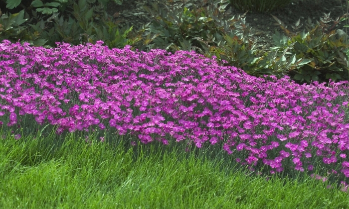 Dianthus gratianopolitanus