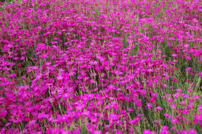 Гвоздика травянка (dianthus deltoides)