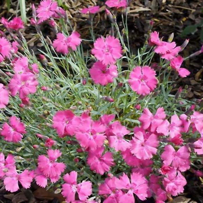 Гвоздика сизая dianthus gratianopolitanus