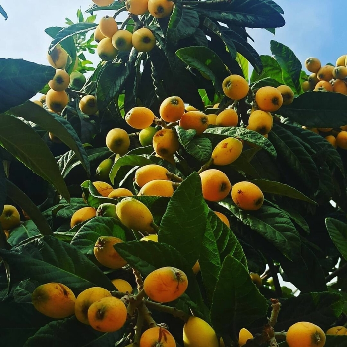 Мушмула германская кавказская