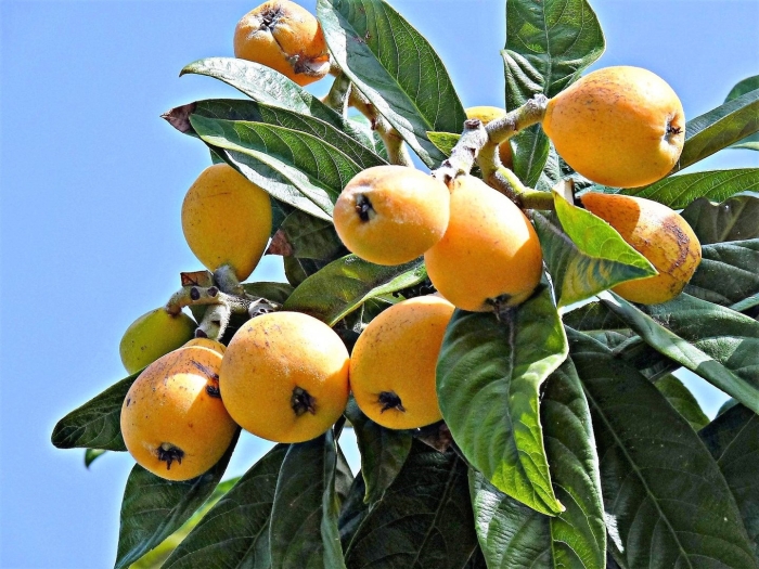 Фрукт в абхазии мушмула