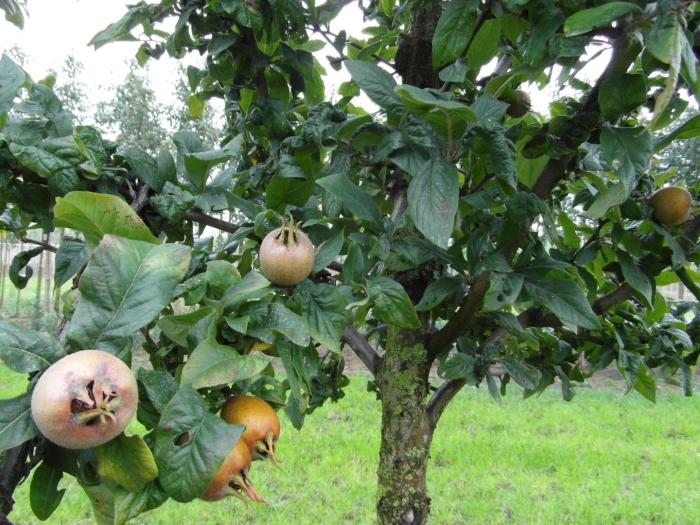 Mespilus germanica мушмула германская