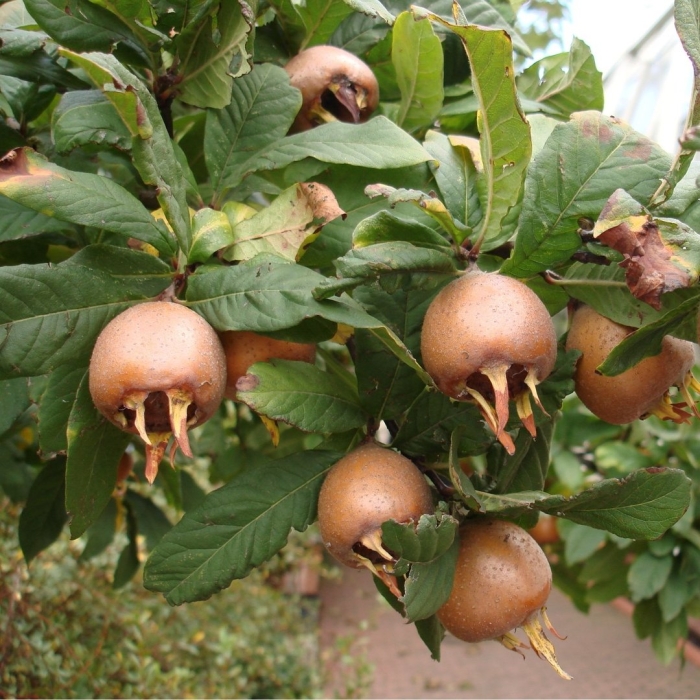 Мушмула германская