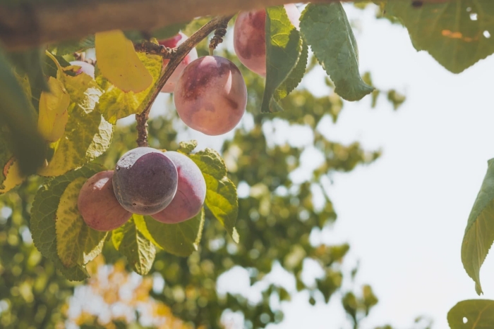 Слива prunus domestica